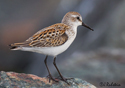 Calidris mauri